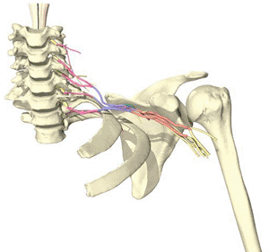 Image: The brachial plexus, with bones (Photo courtesy of Medical Images, Universal Images Group).